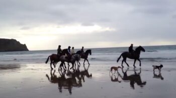 The miracle of horses and Jin Shin Jyutsu